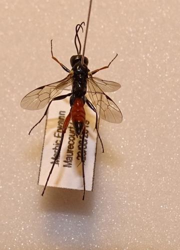 Ctenopelmatinae